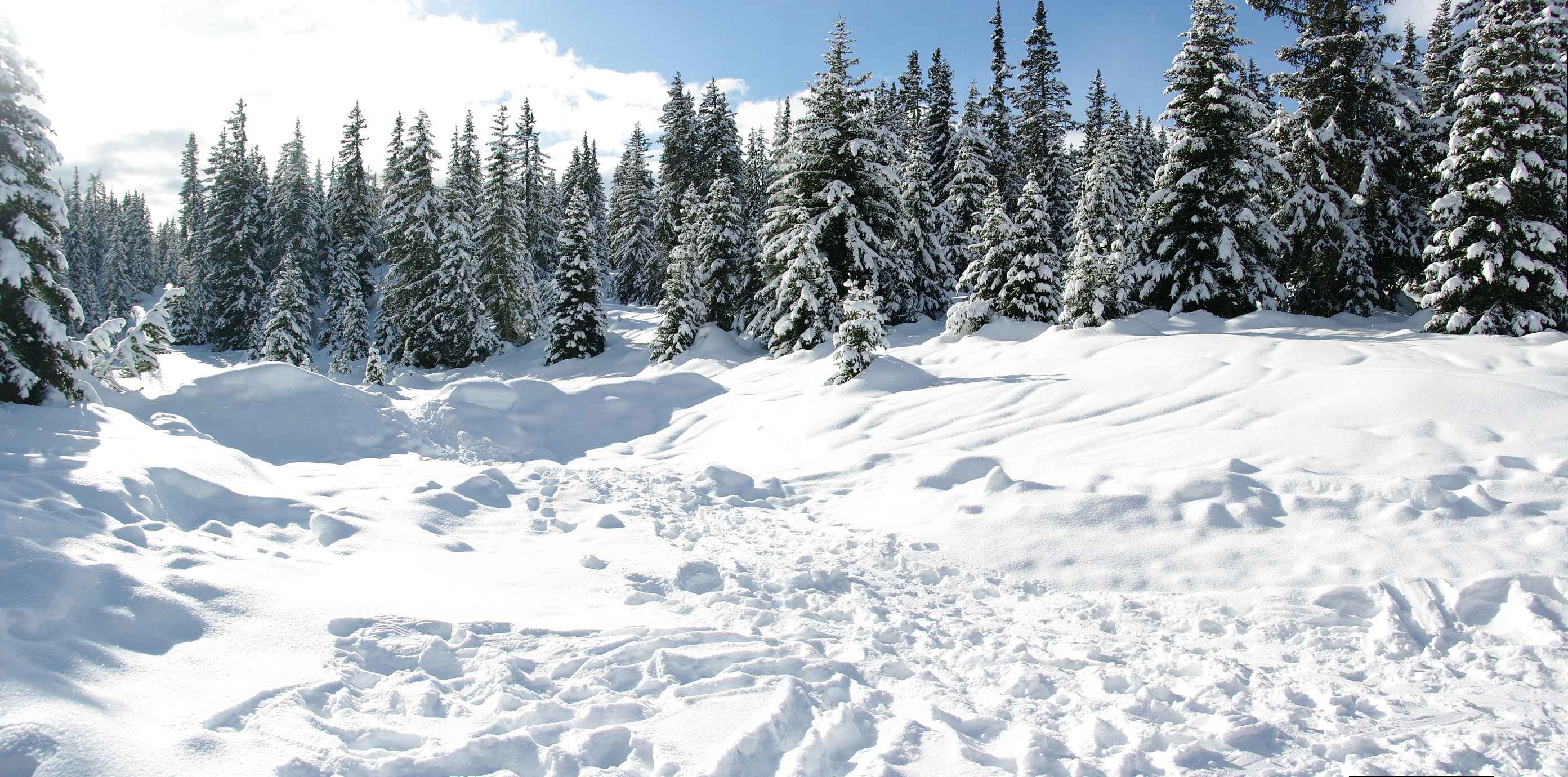 Neve