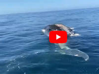 Cronaca DIRETTA VIDEO: AUSTRALIA, il PESCATORE si Avvicina Troppo ai PESCECANI. Ecco COSA succede Subito Dopo