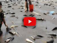 Meteo: 'Piovono pesci dal Cielo' (Video), lo strano fenomeno avvenuto in Iran