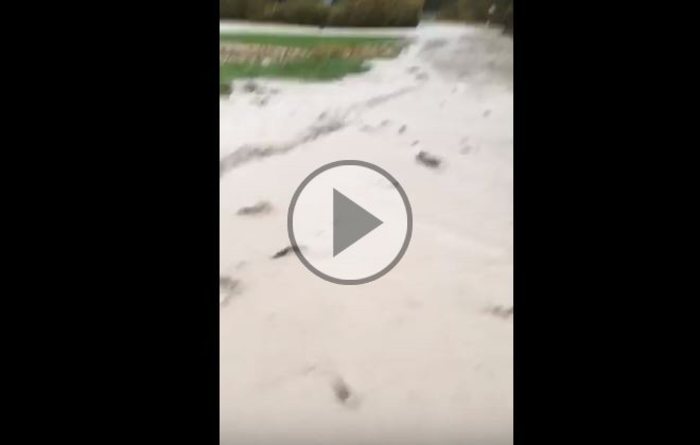 Pesci in strada a causa dell'esondazione del Brenta
