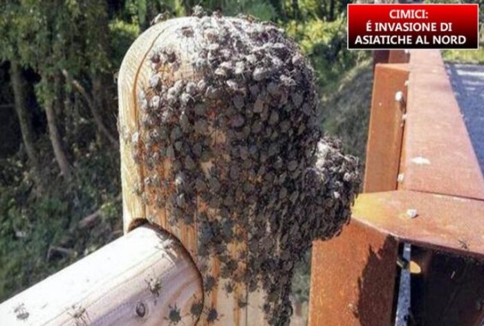 Invasione di cimici in alcune regioni del Nord Italia