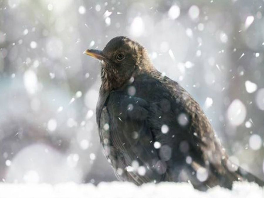 Blackbird days, respectful tradition!  It will get colder in many regions, forecasts » ILMETEO.it