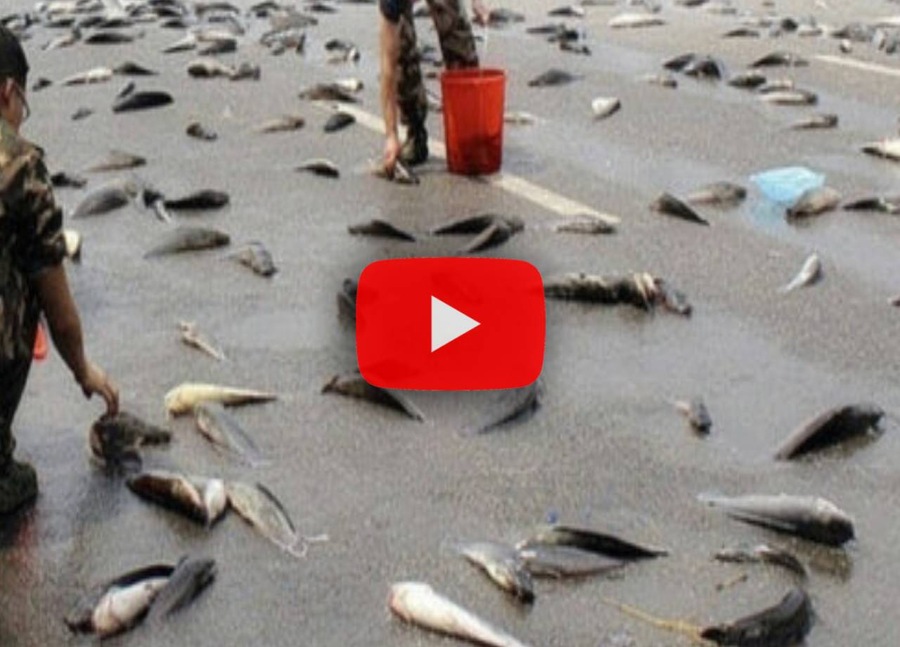 Meteo: 'Piovono pesci dal Cielo' (Video), lo strano fenomeno avvenuto in Iran
