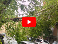 Meteo: Maltempo a Roma, cade un albero nella Capitale, danneggiati 3 balconi, il Video