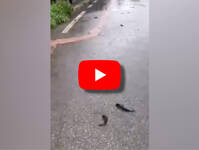 Meteo Video: Maltempo in Lombardia, il torrente straripa e i pesci finiscono in strada