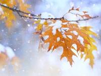 Meteo: Neve in arrivo, cadrà fino a quote basse;...
