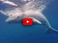 Leggi la notizia extra 5