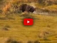 Tigre attacca un bisonte, poi arriva un secondo Gaur e la
situazione cambia: il Video