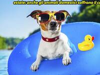 Meteo: come proteggere gli animali domestici dal gran caldo, i consigli utili
