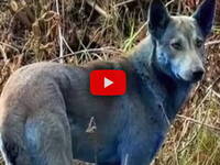 Leggi la notizia extra 8