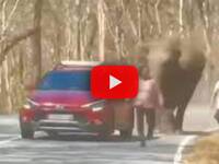 India: l'elefante si arrabbia e carica i turisti, il video dell'inseguimento
