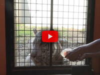 Meteo Cronaca Diretta Video: Filippine, caldo Record, ghiaccioli di sangue per rinfrescare le tigri allo Zoo