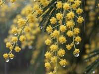 Il meteo nel piatto: Anticiclone presente, ma...