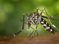 Mosquito day: un'insidia pericolosa per l'uomo
con centinaia di migliaia di morti ogni anno
