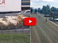 Vicenza: Camion carico di mucche si ribalta in autostrada, animali in carreggiata sull'A4, il video