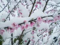 Meteo: Neve, sta per tornare fino a quote basse,...