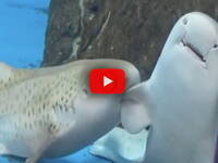 Leggi la notizia extra 6