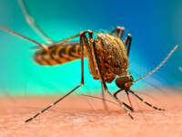 Zanzara della Malaria: è stata rinvenuta in Puglia, scatta la profilassi; vediamo cosa dicono gli Esperti