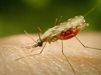 Zanzara della Malaria: è stata rinvenuta in Puglia, scatta la profilassi; gli aggiornamenti